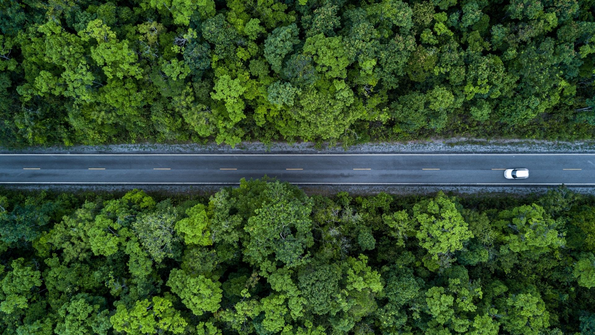 A road through a forest with a single car driving on it