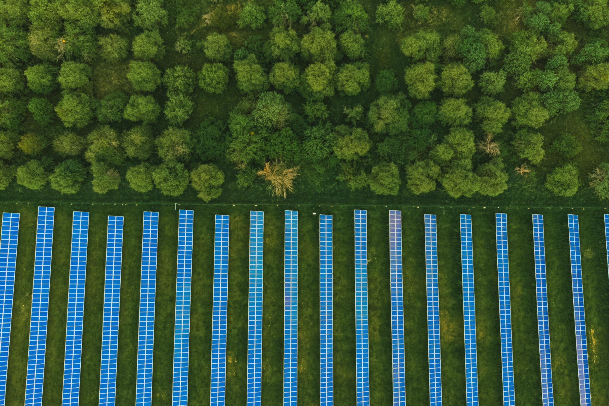 A field of blue solar panels in rows sits below a forest of green trees