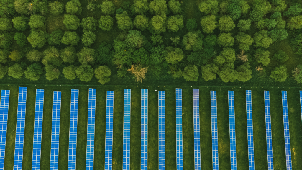 A field of blue solar panels in rows sits below a forest of green trees