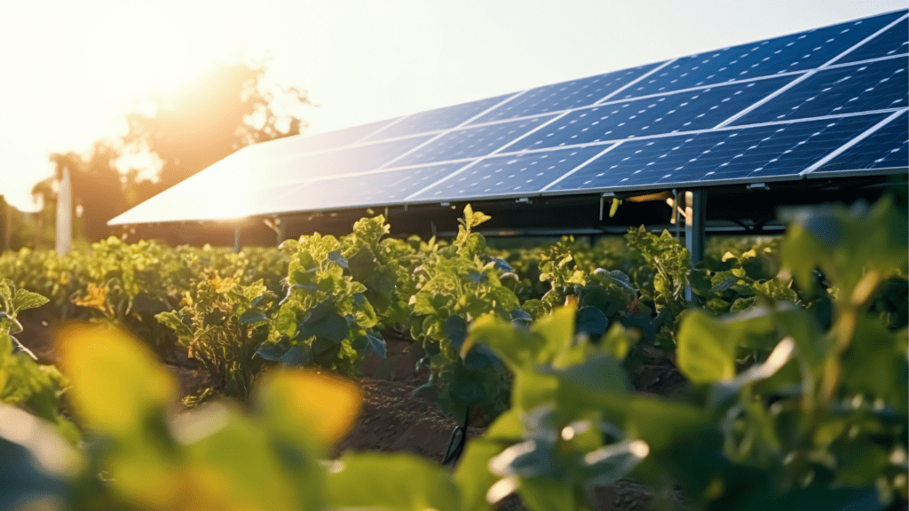 Solar panels installed above rows of green crops in a field, with sunlight shining through, illustrating agrivoltaics
